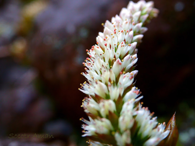 Orostachys japonica