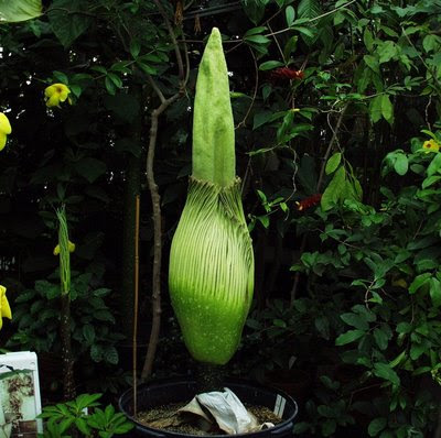 amorphophallus titanum sale. Amorphophallus Update, July 6