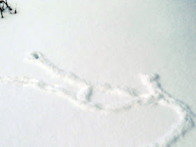 mouse tracks in snow