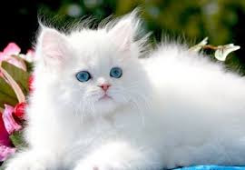 Cute And Funny Images Of White Kitten 4