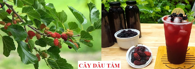 Tự Chữa Bệnh Bằng Cây Thuốc Nam - CÂY DÂU TẰM