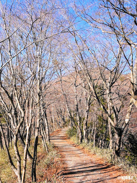 山梨百名山・石割山の登山道