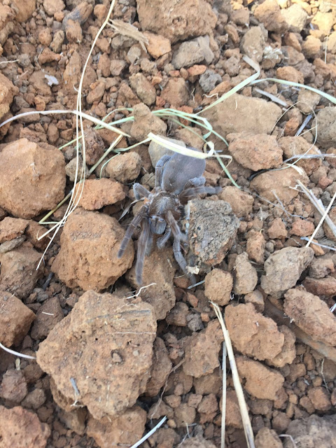 Tarantula jenis baru ditemukan di Gregory National Park Australia