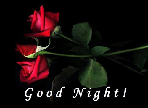 Free Download Good Night Red Rose Flower