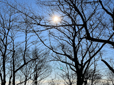 葉の落ちた枝と太陽