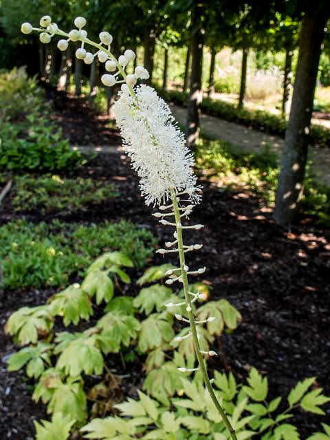 Homoeopathic Gem : Actaea Racemosa  