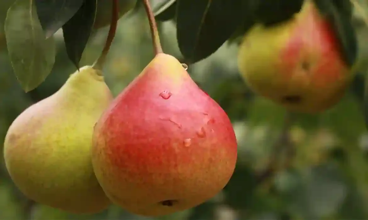 নাশপাতি খাওয়ার উপকারিতা ও অপকারিতা। Pears benefits and side effects in Bengali language.