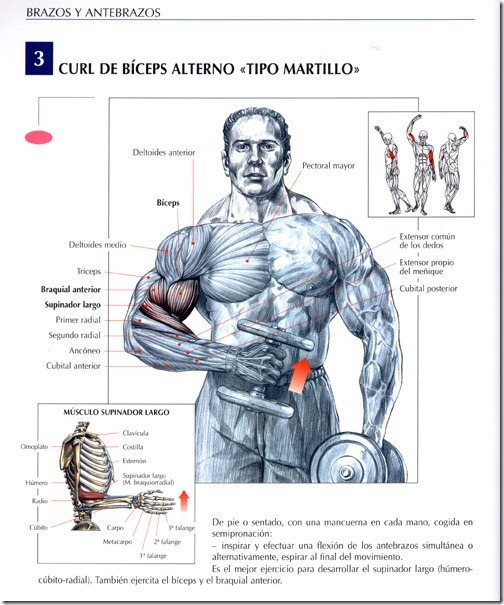 curl-de-biceps-alterno-tipo-martillo