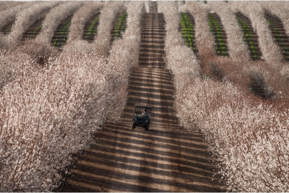 The 100 best photographs ever taken without photoshop - Tractor among almond fields, California