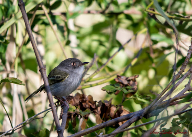 Avistaje de aves en Argentina, Salta. Birdwatching y fotografía de Juan Carlos Gorrini.