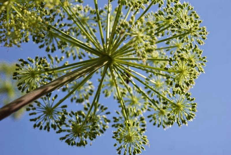 angelica_flowerhead angelica_flowerhead