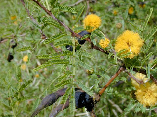 Acacia farnesiana