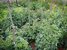Tomatoes grow from seeds 