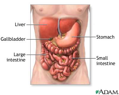 human digestive system diagram and. circulatory system worksheets