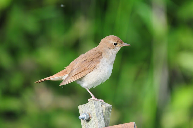 Nightingale at Pulborough Brooks