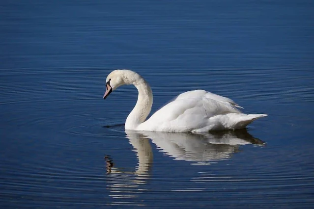 Schwan | Ammersee bei München | Foto Aventin