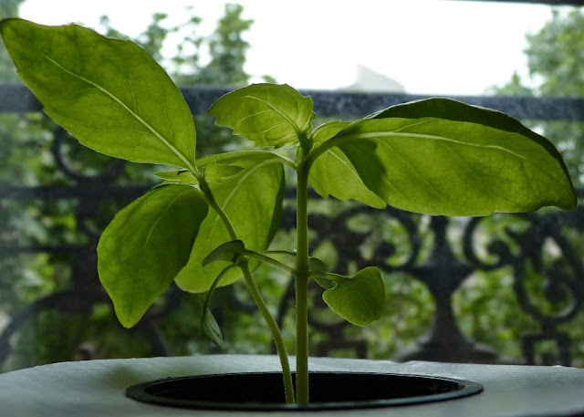 Plant de basilic cultivé en hydroponie à Paris