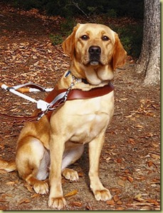 A photo of Wendy in harness with fall leaves in the background.