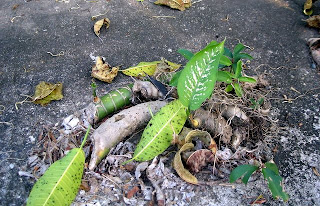 Dieffenbachia, La Ceiba, Honduras