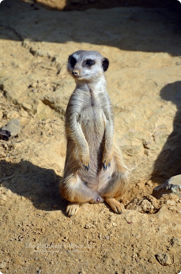 Zoo Frankfurt Erdmännchen schläft im Stehen 150813 (2)