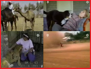 Home videos, funny videos, animals, people, sports, tapandaola111