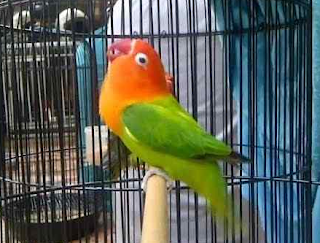 Suara Lovebird Ngekek Panjang, Cocok Untuk Masteran Lovebird