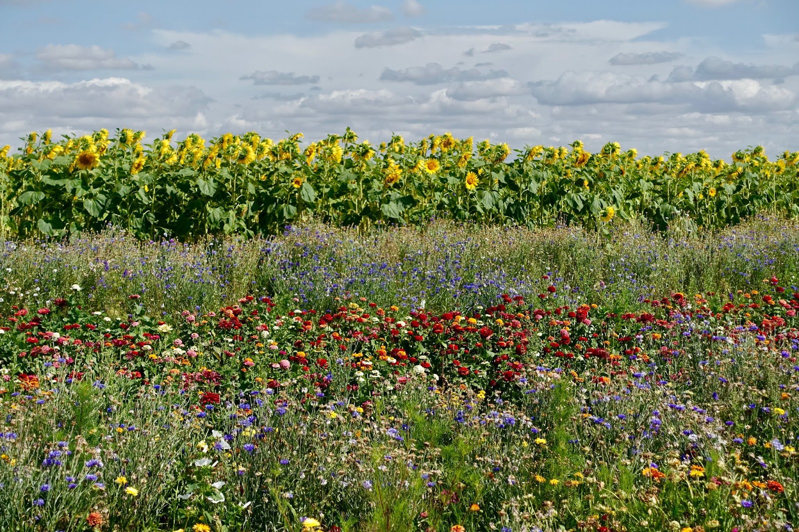 SUNFLOWER FIELD, WRITTLE ENGLAND