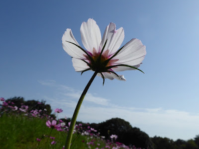 花博記念公園鶴見緑地のコスモス