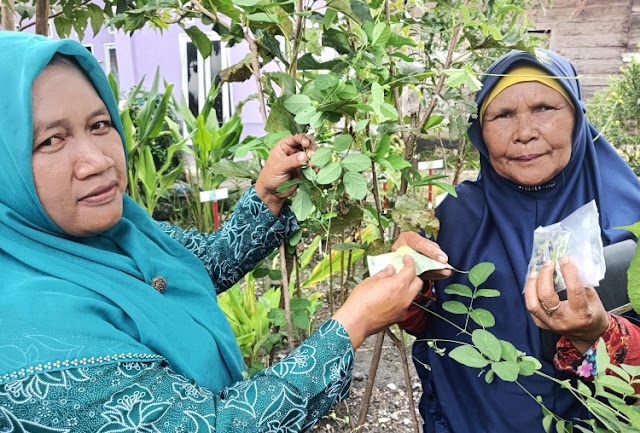 Tanaman Obat Keluarga PKK Desa Sipangko Sumber Kesehatan Warga