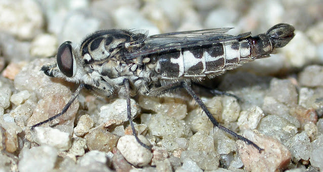 Apioceridae