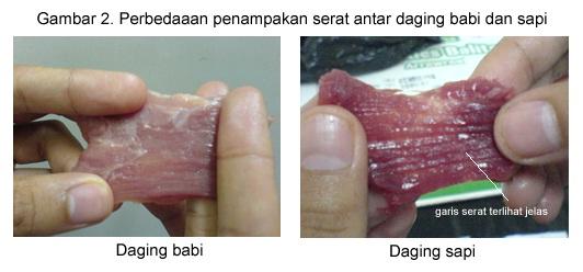 Wajib dibaca!! Kenali Perbedaan Daging Babi dengan Daging Sapi