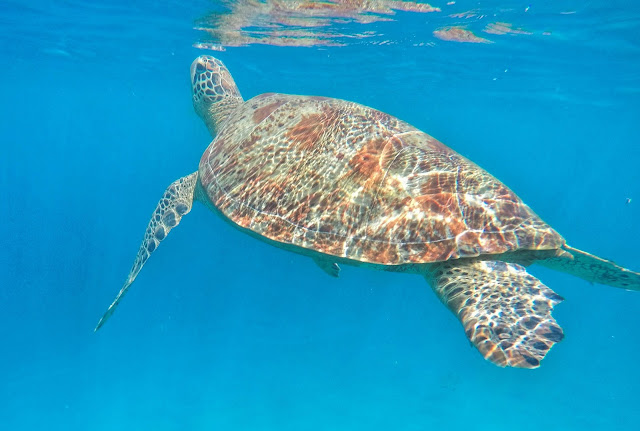 Sea Turtles of Pandan Island