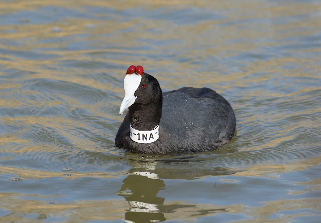 Red-knobbed Coot - S’Albufera Natural Park, Mallorca