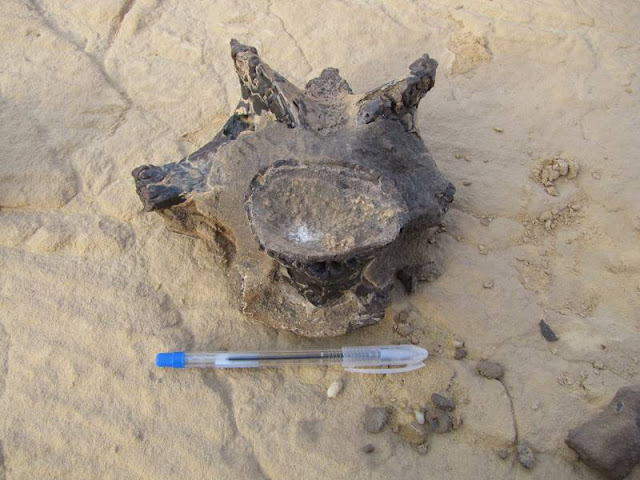 Οι σπόνδυλοι ανακαλύφθηκαν στην όαση Bahariya. [Credit: The American University in Cairo]