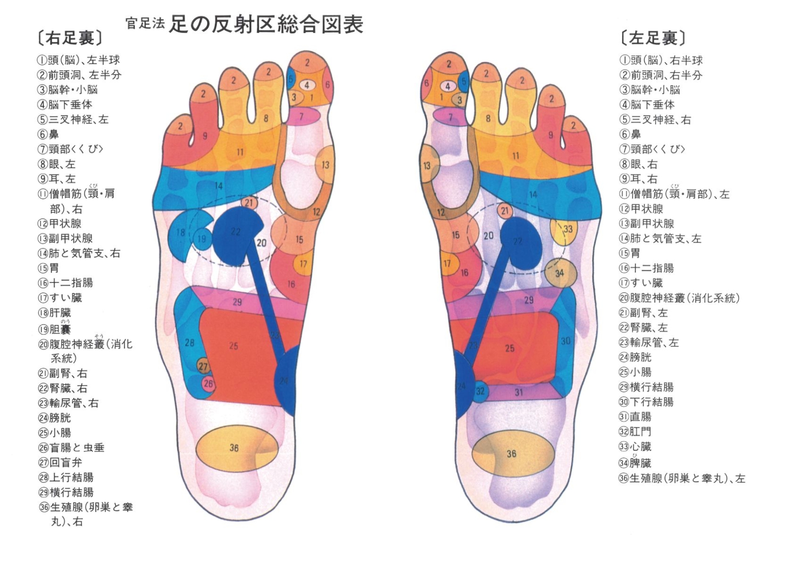 無料印刷可能足 つぼ 腎臓 ゴリゴリ 世界のすべての髪型