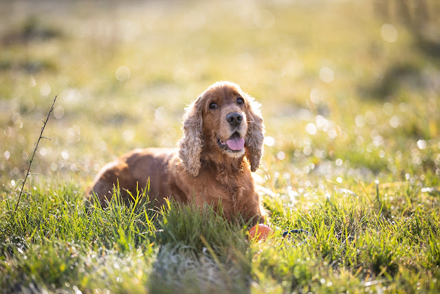 Cocker Spaniel - meu cãozinho de estimação
