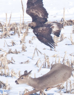 Deer Attacks Eagle