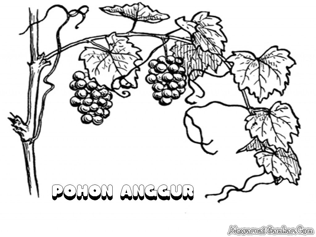 Mewarnai Gambar Daun Anggur Sukagambarku