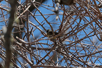 アオジ　≪Black-faced Bunting≫