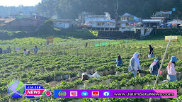 Yuk, Nikmati Sensasi Petik Stroberi Langsung di Cemoro Sewu