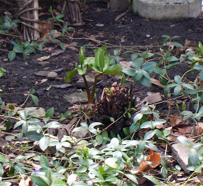 A trillium begins to bloom