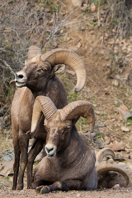 Waterton Canyon Bighorn Sheep