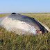 Misteriosa aparición de una ballena tierra adentro