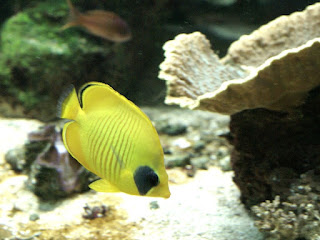 Papillon jaune masqué - Chaetodon semilarvatus - Chaetodon à demi masqué