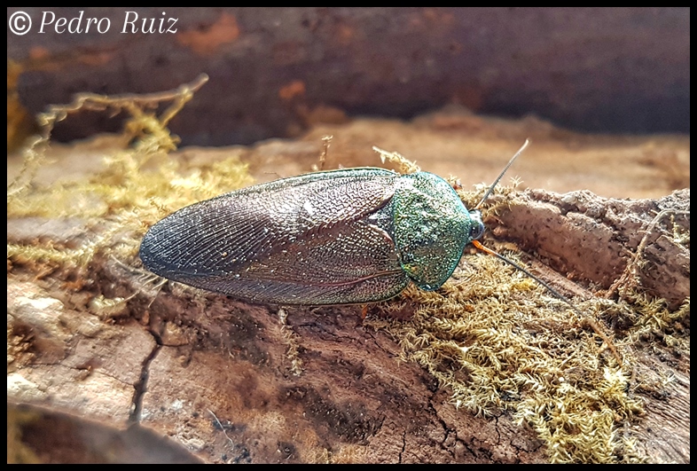 Macho adulto de Pseudoglomeris magnifica, 2,5 cm de longitud