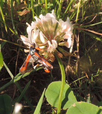 Sesia de la acedera(Pyropteron chrysidiformis)