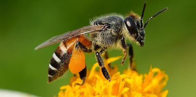 Mengenal 10 Fakta Unik Lebah Madu