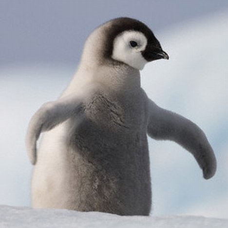 Cute Images on Funny Animals  Cute Penguin