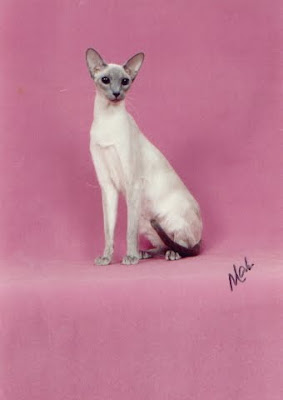 Siamese cats pictures