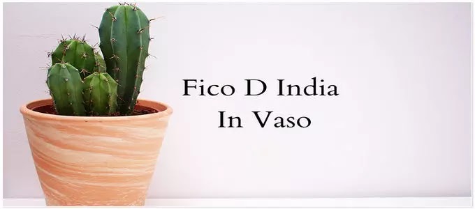 Fico D India In Vaso
